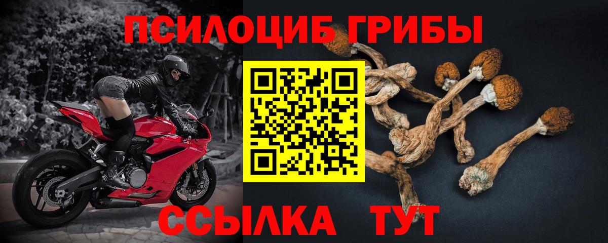 Псилоцибиновые грибы Psilocybine cubensis Кириши